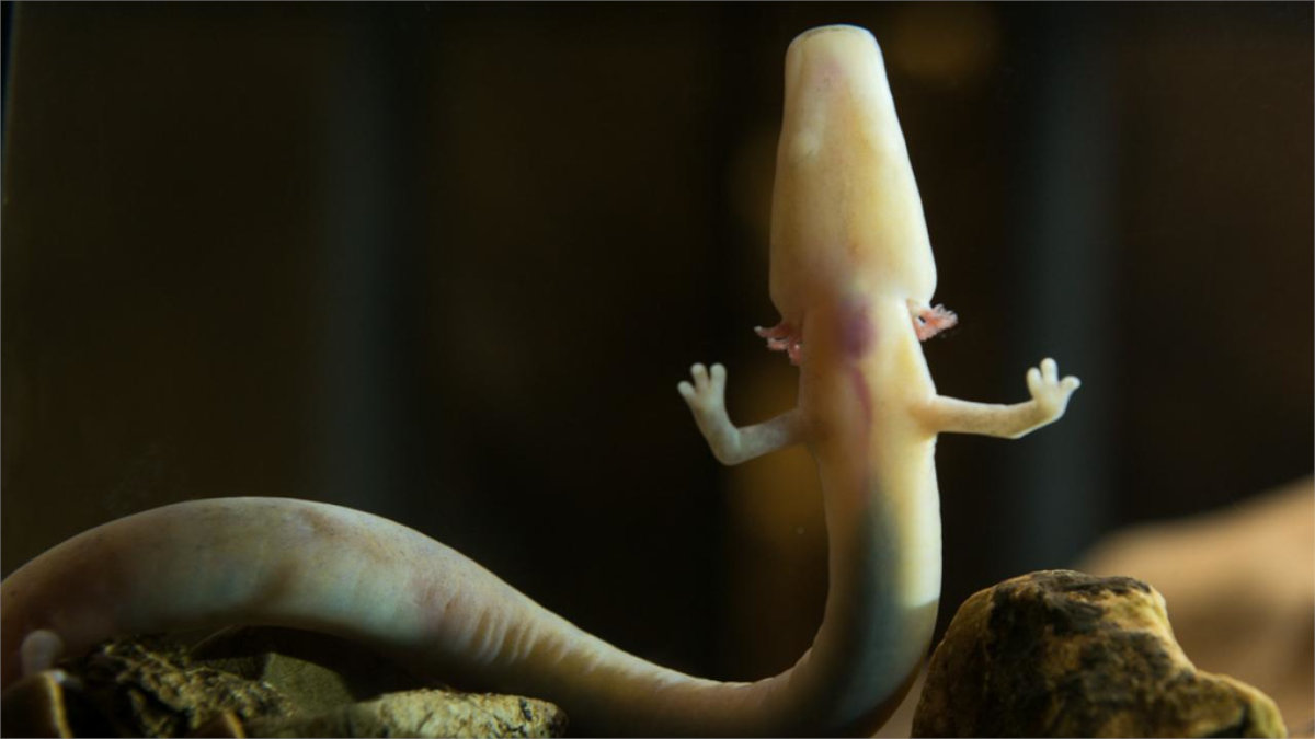 Človeška ribica od blizu