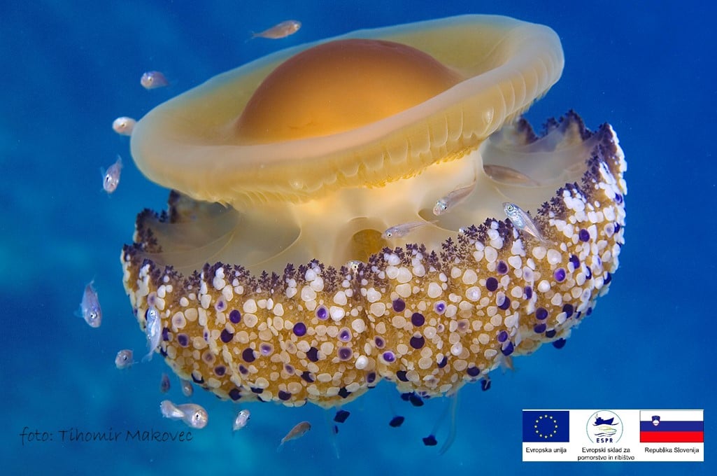 Meduza